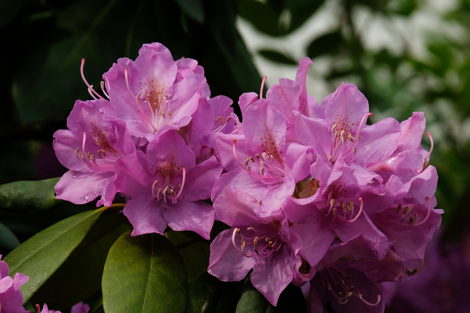 Rhododendron II