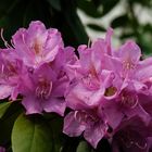 Rhododendron II