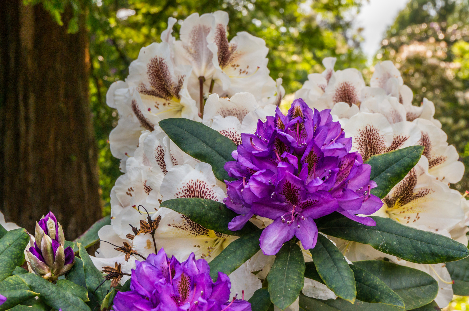 Rhododendron II