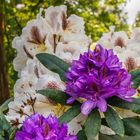 Rhododendron II