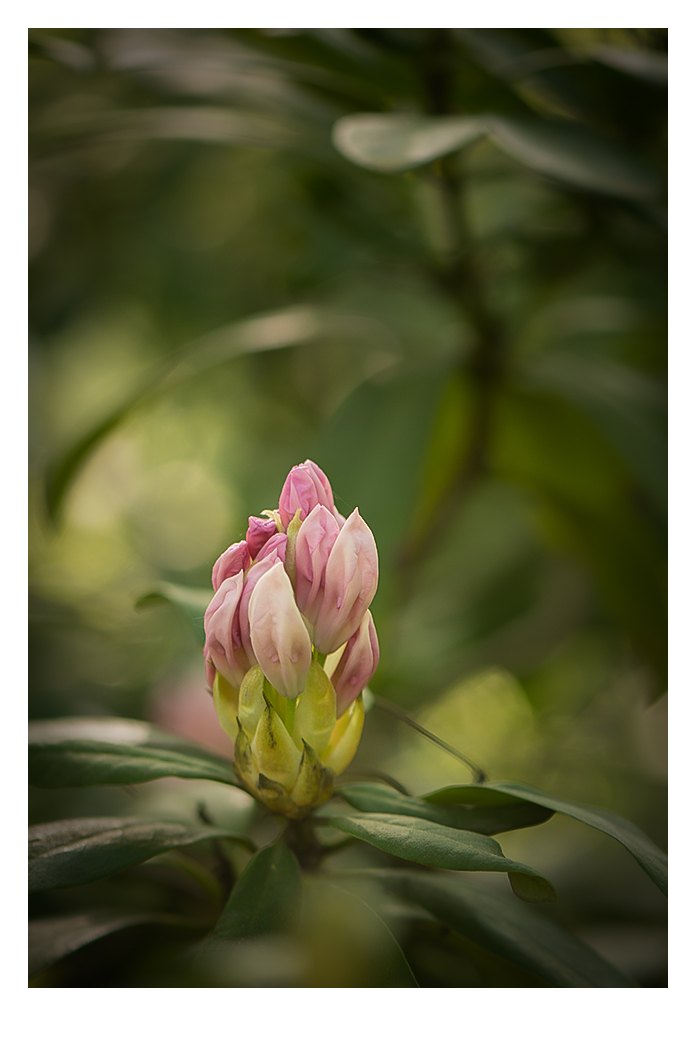 RHODODENDRON II