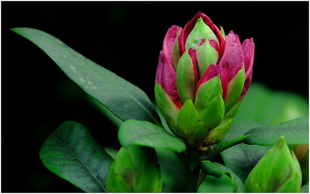 Rhododendron II