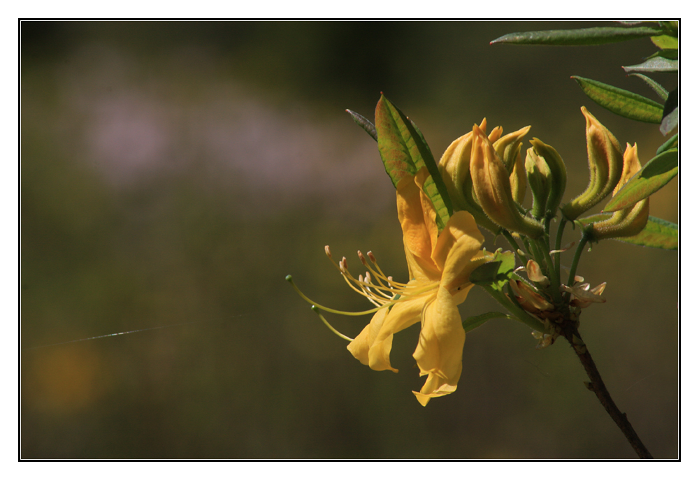 Rhododendron II