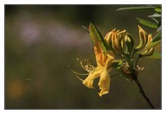 Rhododendron II