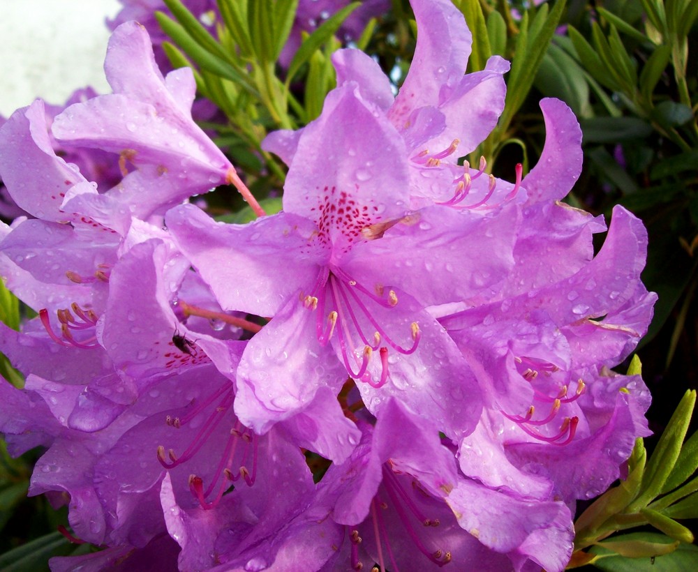 Rhododendron II