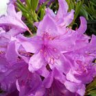 Rhododendron II