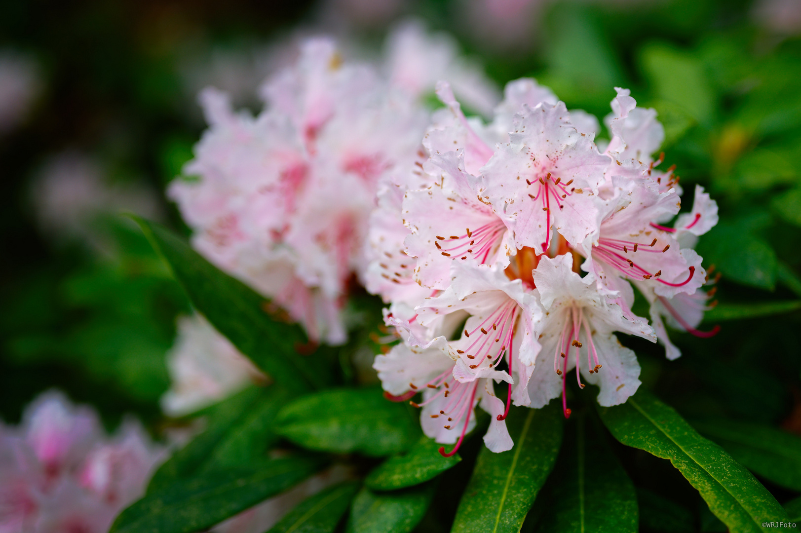 Rhododendron II