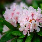 Rhododendron II