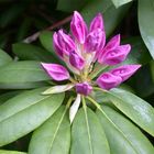 Rhododendron II