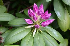 Rhododendron II