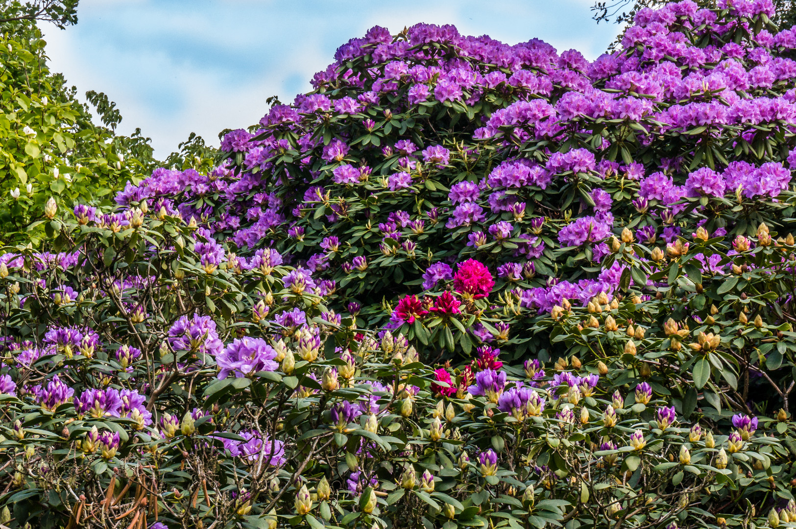 Rhododendron III