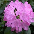 Rhododendron III