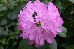 Rhododendron III