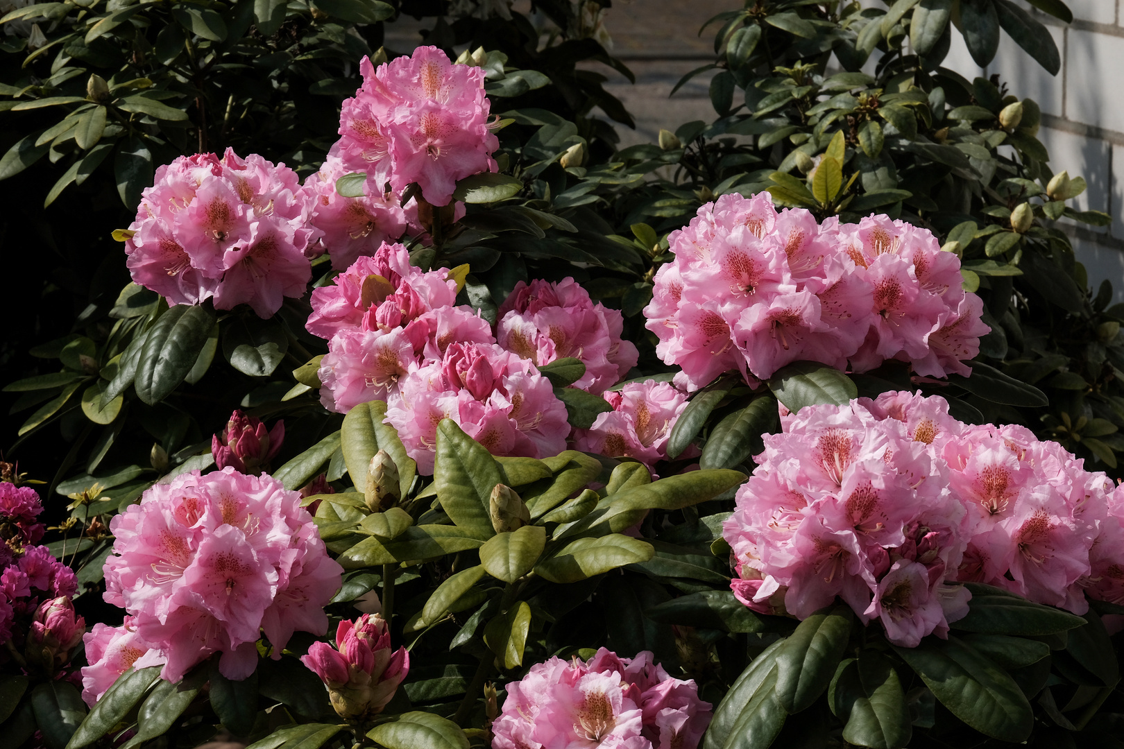 Rhododendron III