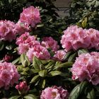 Rhododendron III