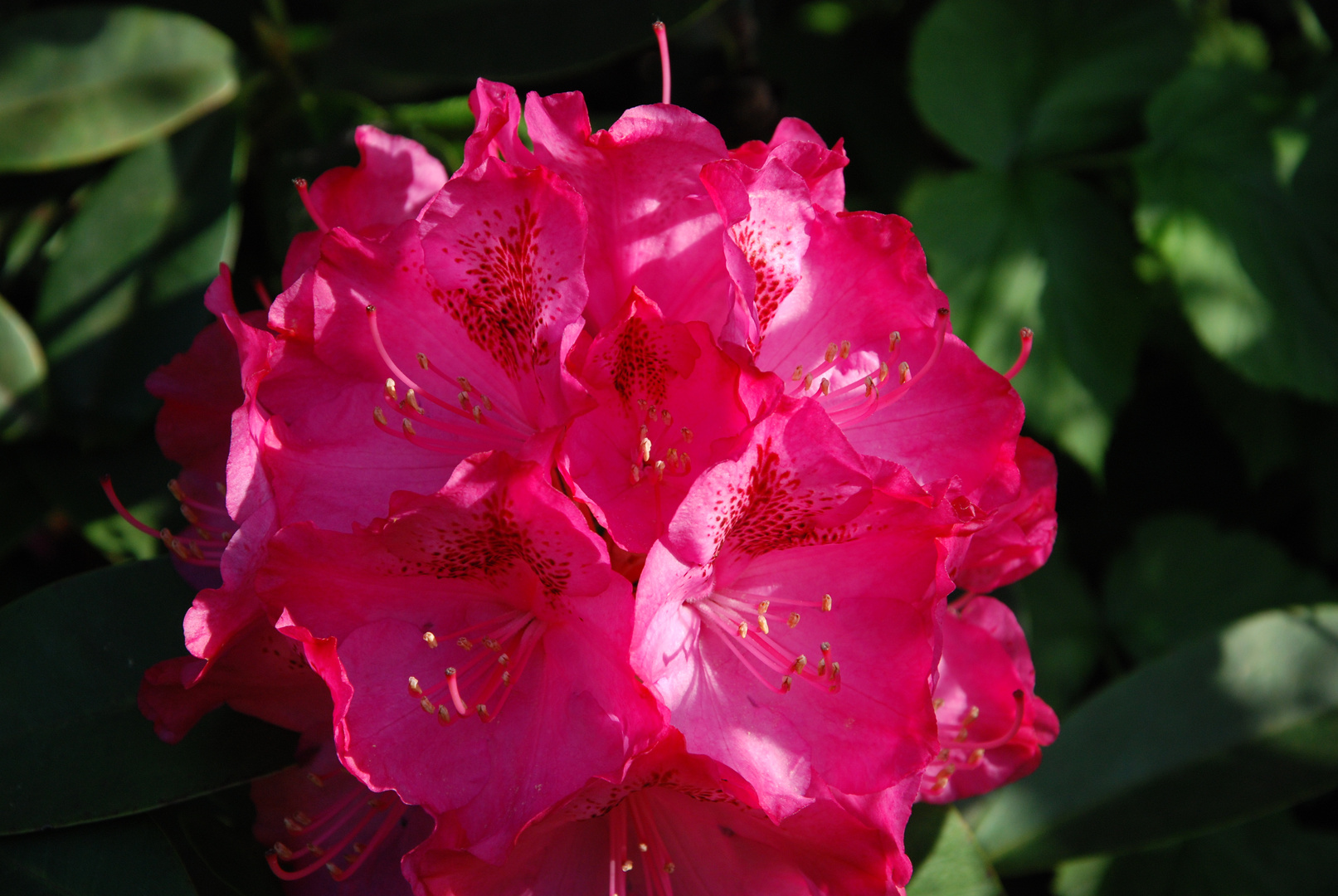 Rhododendron im Abendlicht