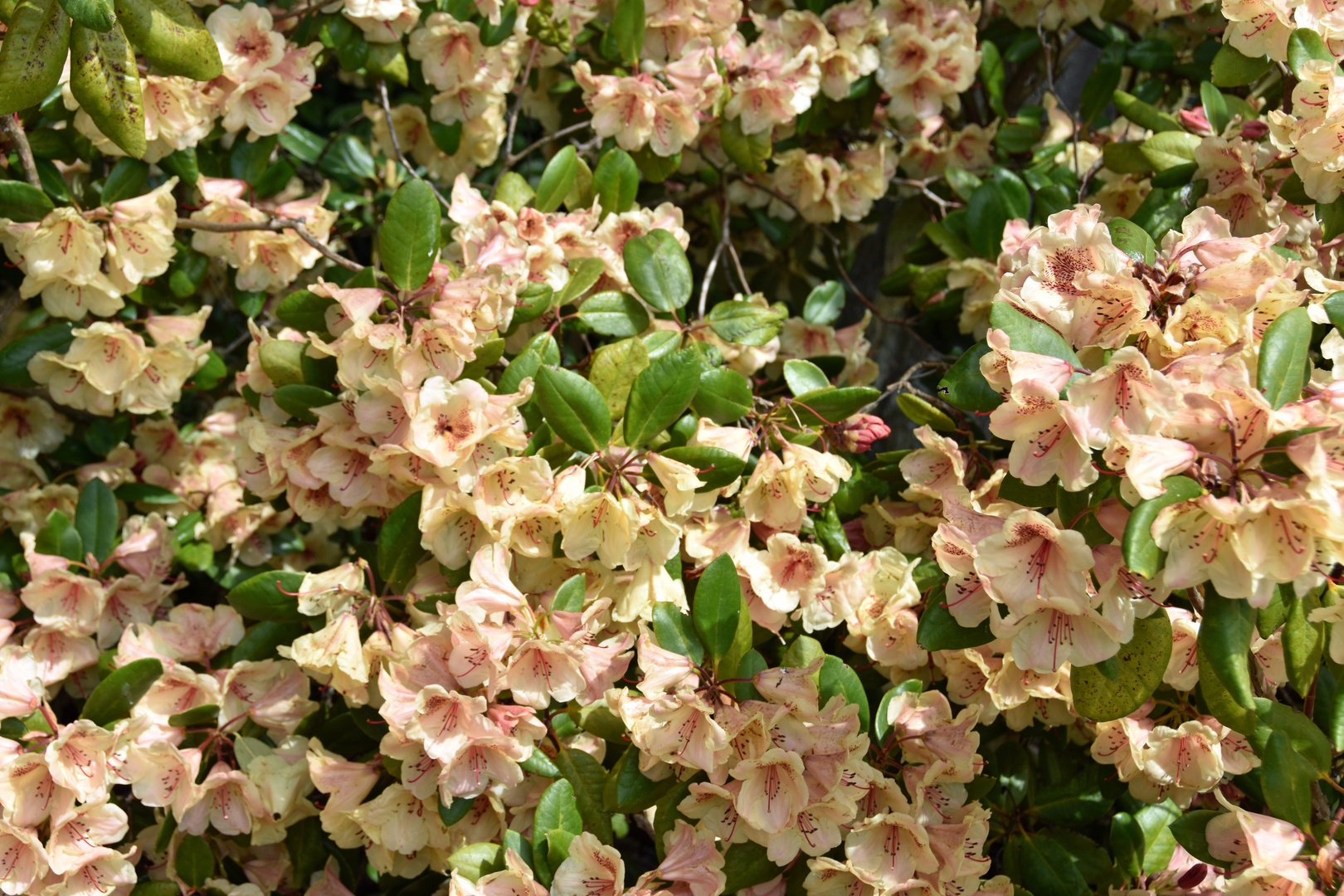 Rhododendron im Botanischen Garten Rostock (1)