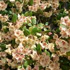 Rhododendron im Botanischen Garten Rostock (1)