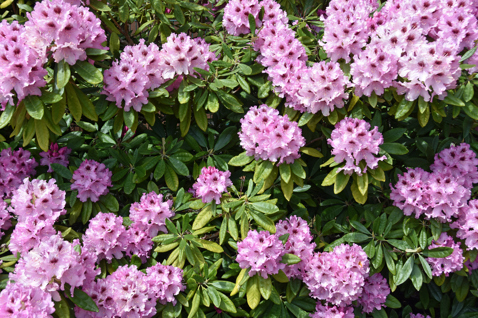 Rhododendron im Botanischen Garten Rostock (2)