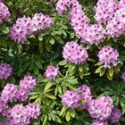 Rhododendron im Botanischen Garten Rostock (2)