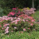 Rhododendron im Botanischen Garten Rostock (3)