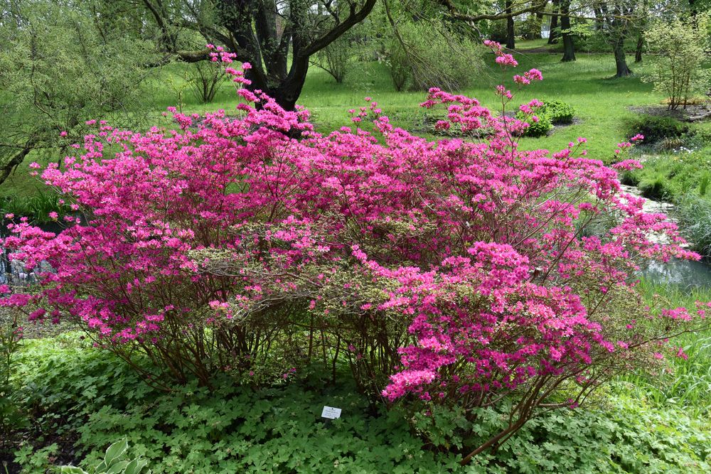 Rhododendron im Botanischen Garten Rostock (4)