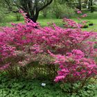 Rhododendron im Botanischen Garten Rostock (4)