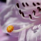 Rhododendron im Frühlingslicht