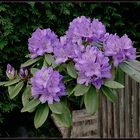 Rhododendron  im Hoff