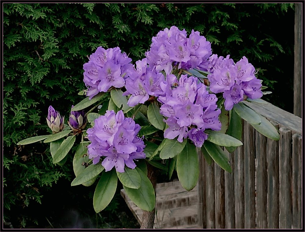 Rhododendron  im Hoff