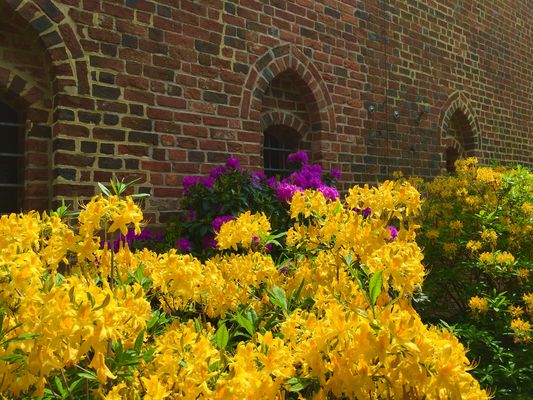 Rhododendron im Kloster