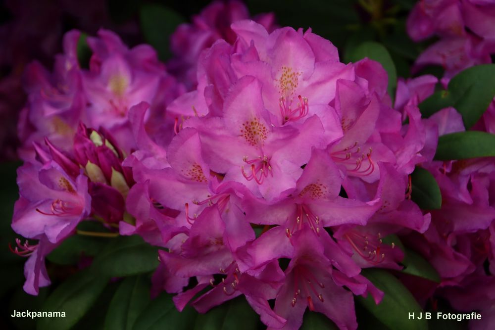 Rhododendron im Klostergarten 1