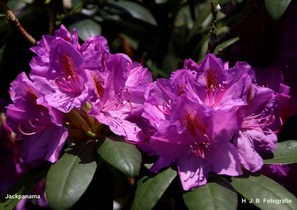 Rhododendron im Klostergarten 3