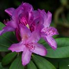 Rhododendron im Klostergarten 4