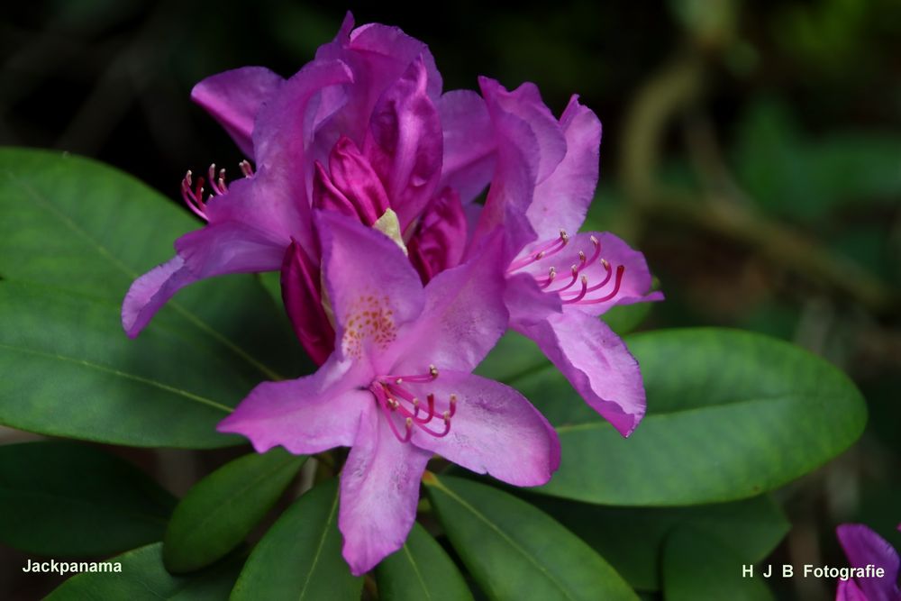 Rhododendron im Klostergarten 4