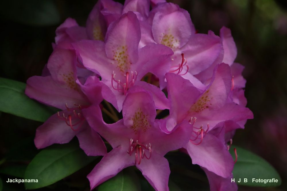 Rhododendron im Klostergarten 5