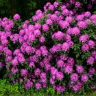 Rhododendron im Klostergarten