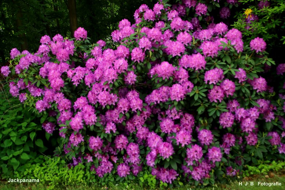 Rhododendron im Klostergarten