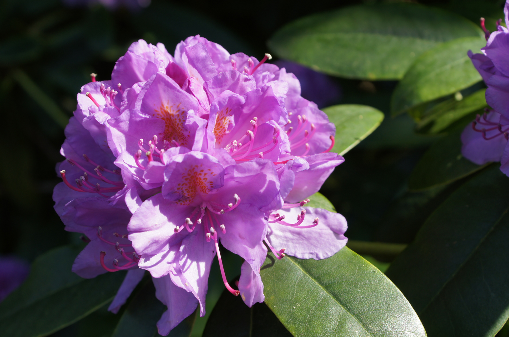 Rhododendron im Mai