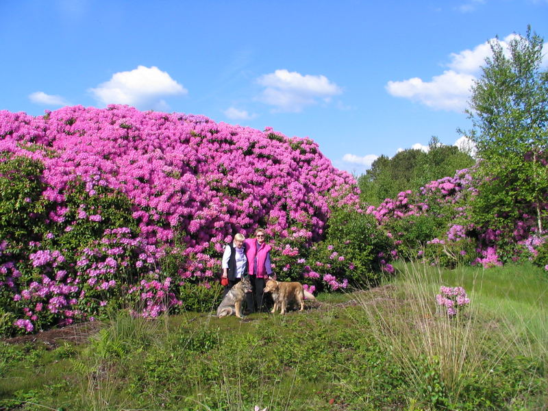 Rhododendron im Moor