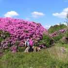 Rhododendron im Moor