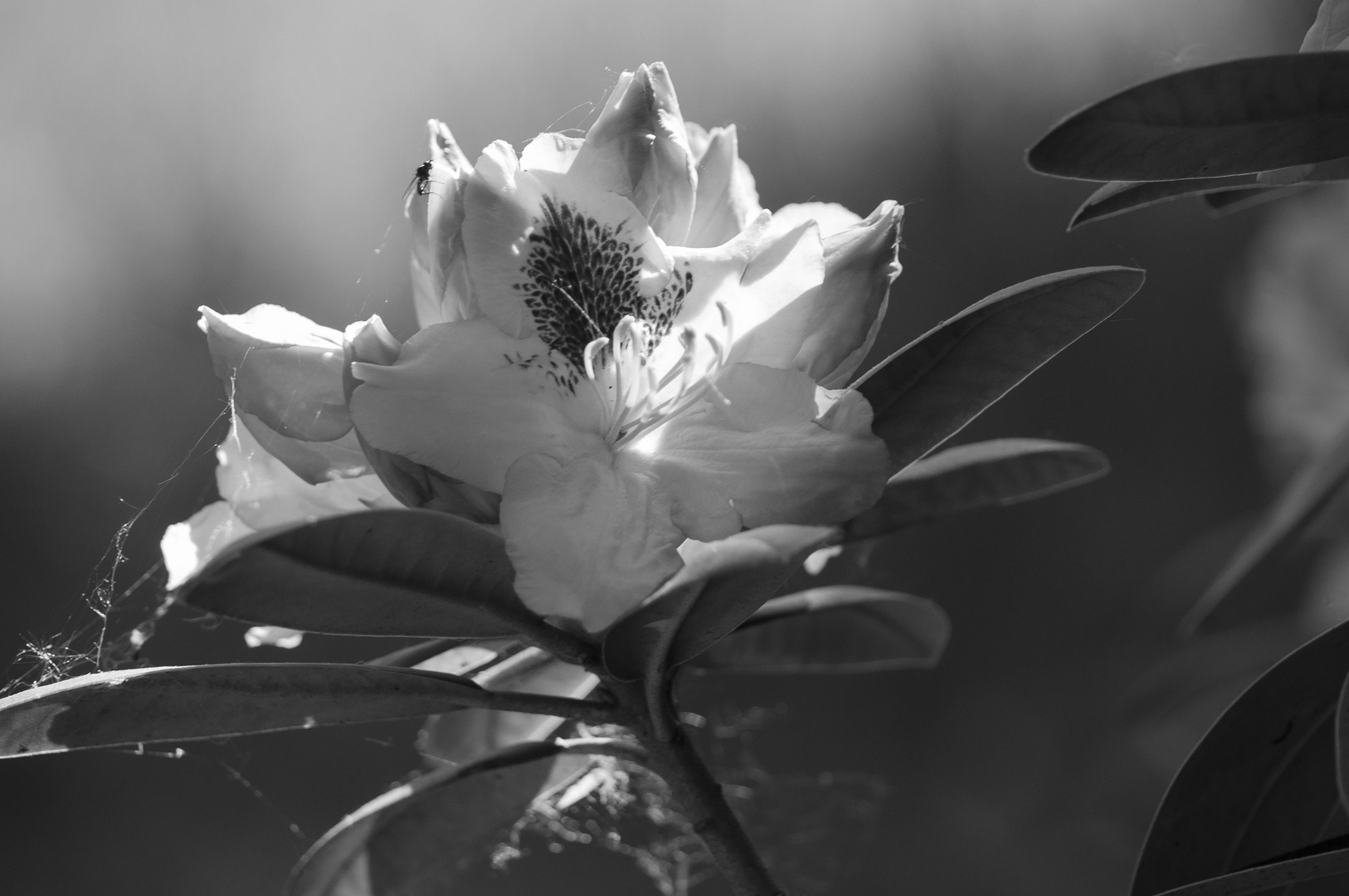 Rhododendron im Netz 