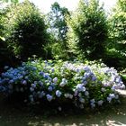 Rhododendron im Park