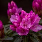 Rhododendron im Regen