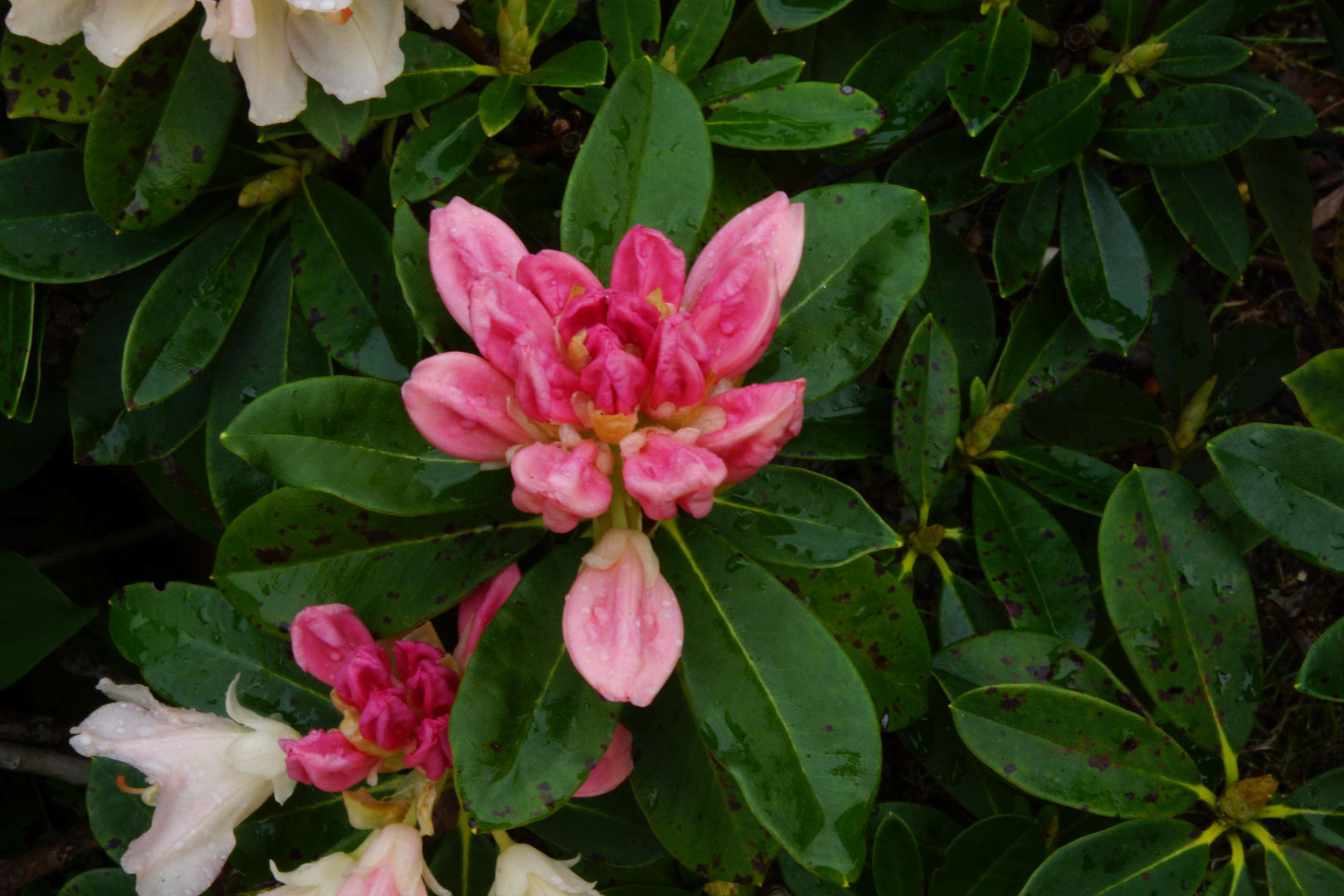rhododendron im regen
