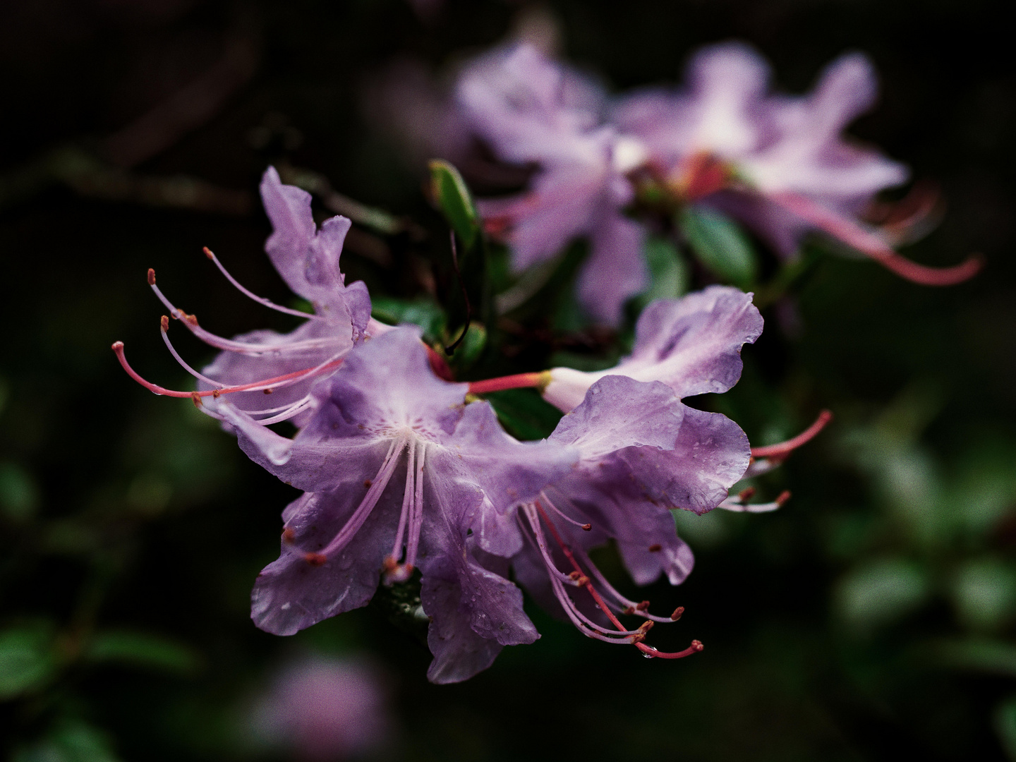 Rhododendron im Regen