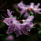 Rhododendron im Regen