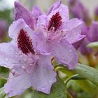 Rhododendron im Regen