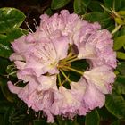 Rhododendron im Regen