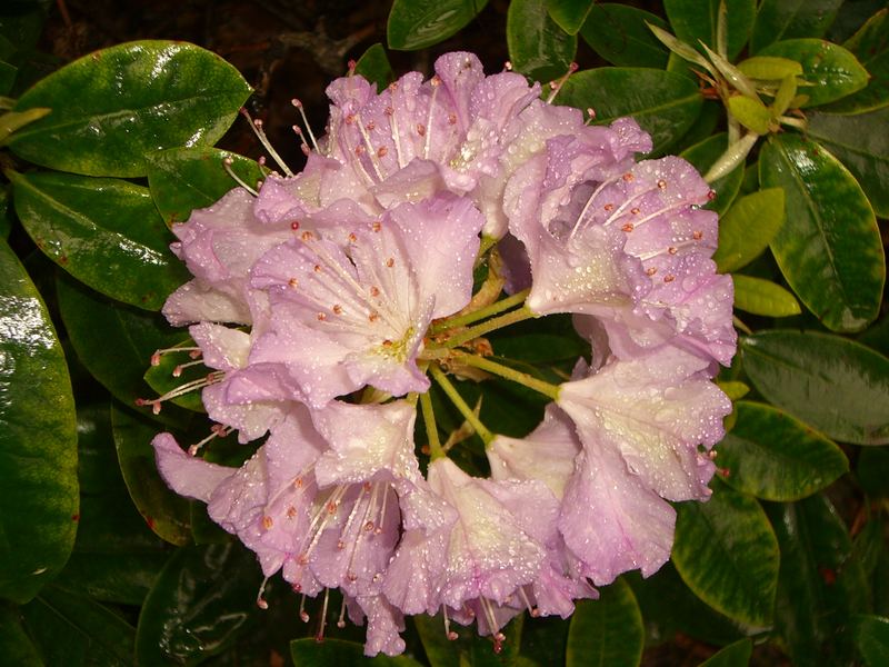 Rhododendron im Regen